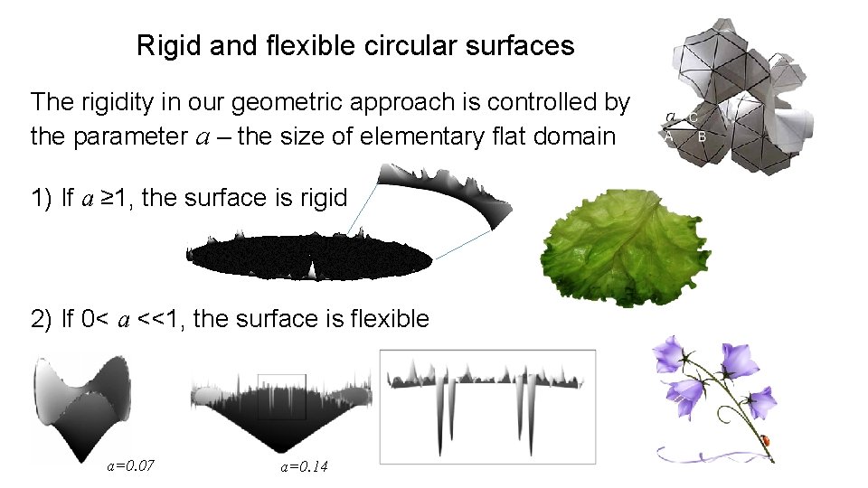 Rigid and flexible circular surfaces The rigidity in our geometric approach is controlled by