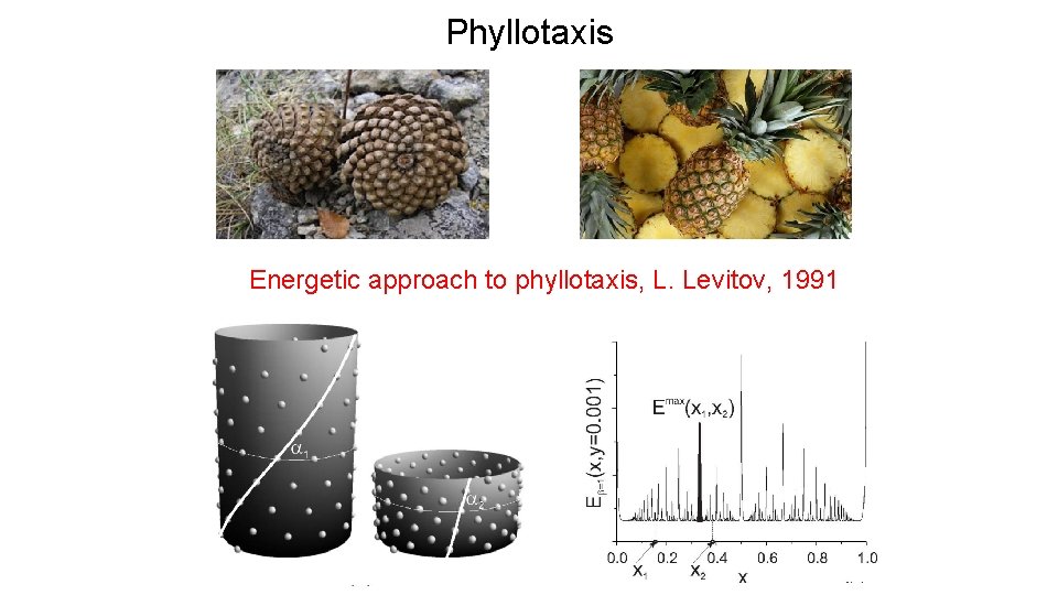 Phyllotaxis Energetic approach to phyllotaxis, L. Levitov, 1991 
