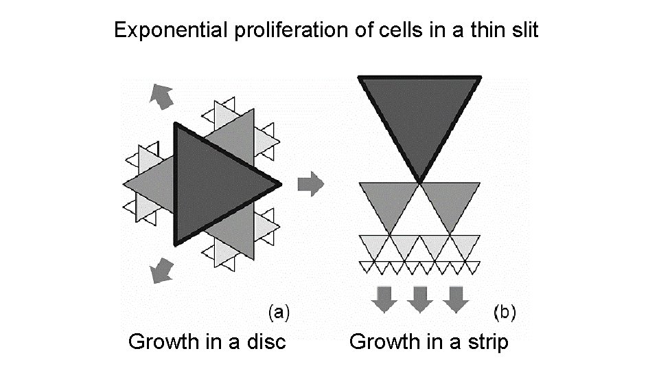Exponential proliferation of cells in a thin slit Growth in a disc Growth in