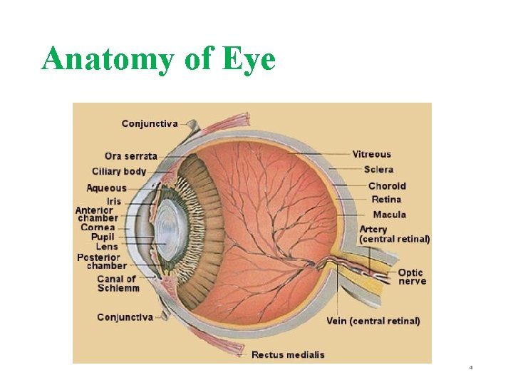 Anatomy of Eye 4 