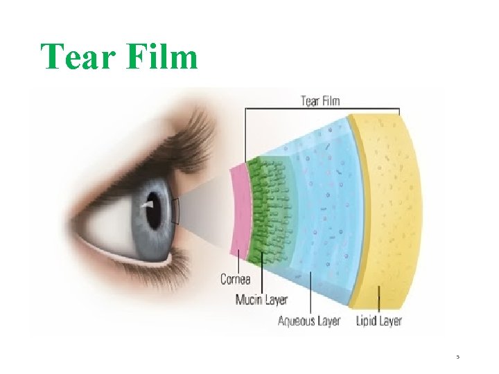 Tear Film 5 