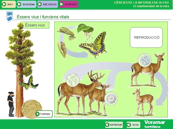 INICI ESQUEMA RECURSOS INTERNET CIÈNCIES DE LA NATURALESA 2 n ESO El manteniment de