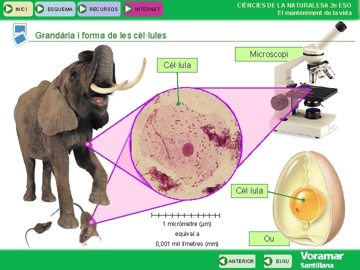 INICI ESQUEMA RECURSOS CIÈNCIES DE LA NATURALESA 2 n ESO El manteniment de la