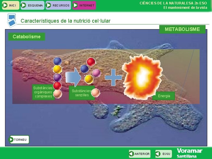 INICI ESQUEMA RECURSOS INTERNET CIÈNCIES DE LA NATURALESA 2 n ESO El manteniment de