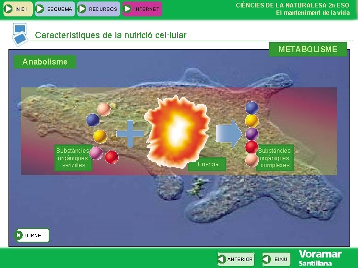 INICI ESQUEMA RECURSOS CIÈNCIES DE LA NATURALESA 2 n ESO El manteniment de la