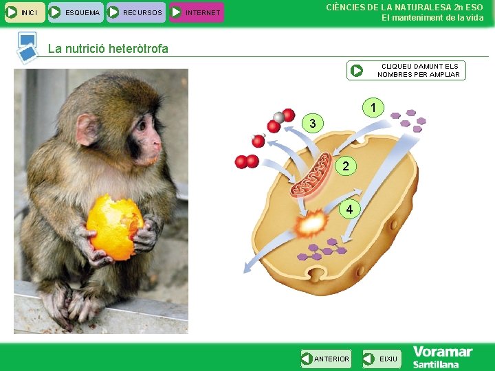 INICI ESQUEMA RECURSOS CIÈNCIES DE LA NATURALESA 2 n ESO El manteniment de la