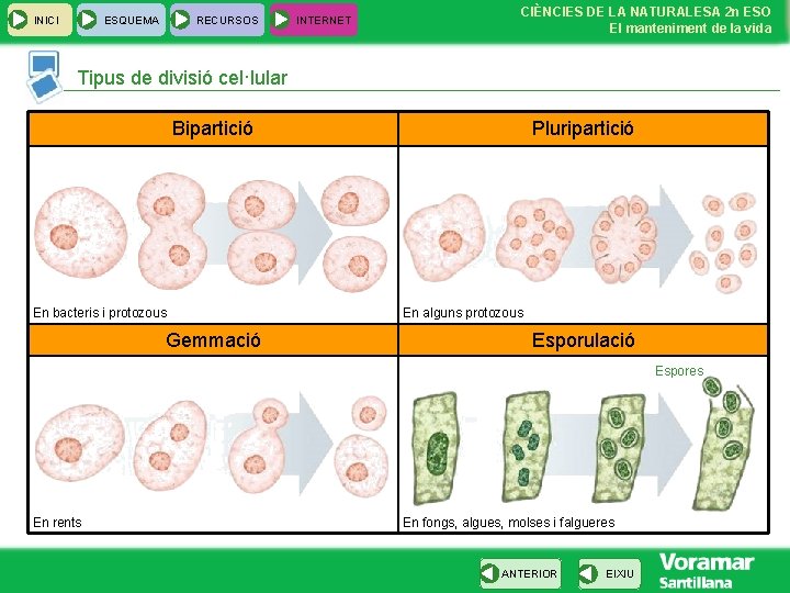 INICI ESQUEMA RECURSOS INTERNET CIÈNCIES DE LA NATURALESA 2 n ESO El manteniment de