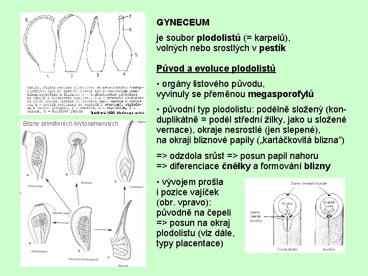 GYNECEUM je soubor plodolistů (= karpelů), volných nebo srostlých v pestík Původ a evoluce