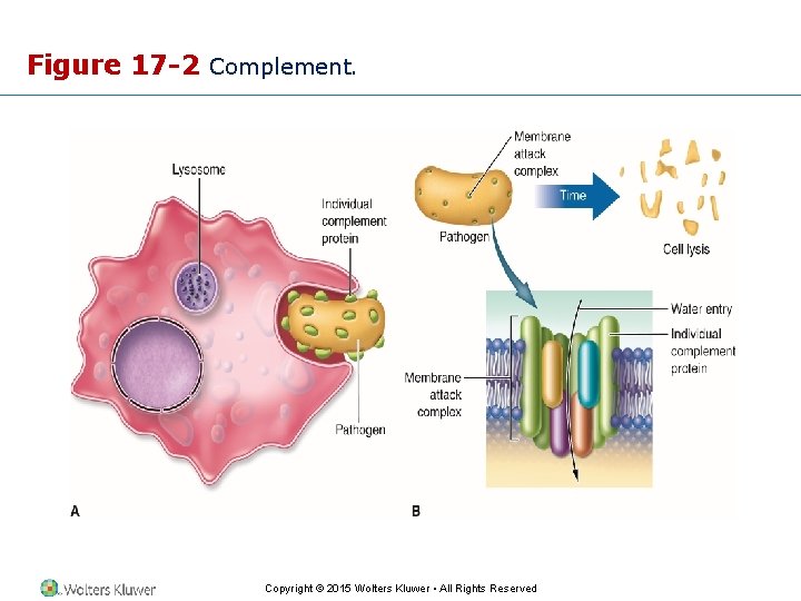 Figure 17 -2 Complement. Copyright © 2015 Wolters Kluwer • All Rights Reserved 