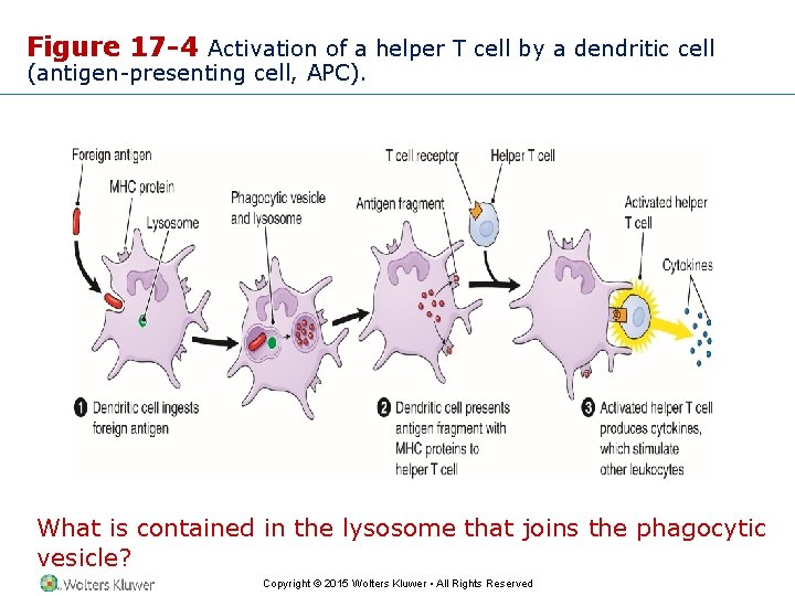 Figure 17 -4 Activation of a helper T cell by a dendritic cell (antigen-presenting