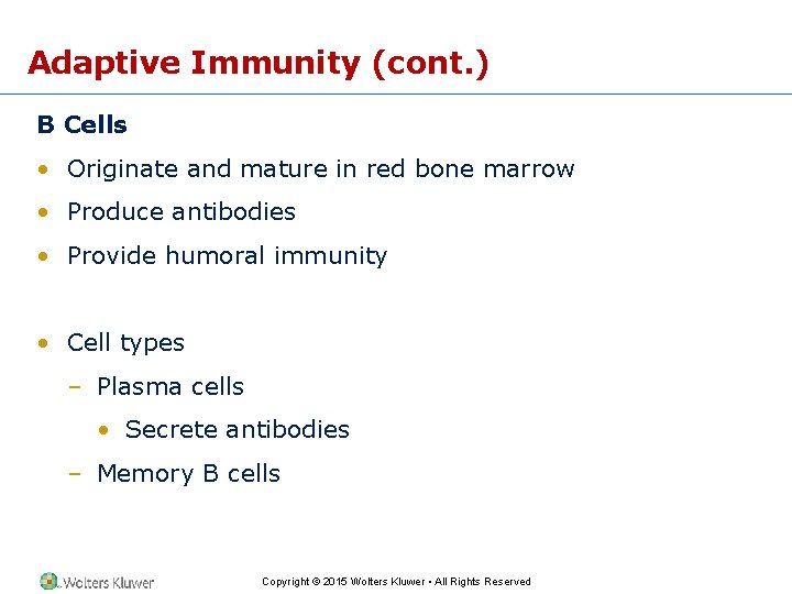 Adaptive Immunity (cont. ) B Cells • Originate and mature in red bone marrow