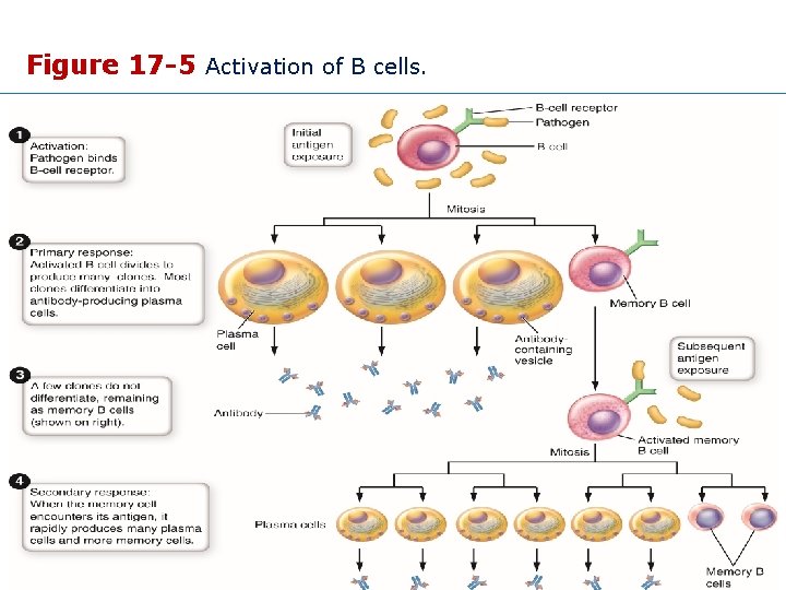 Figure 17 -5 Activation of B cells. Copyright © 2015 Wolters Kluwer • All