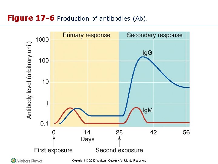 Figure 17 -6 Production of antibodies (Ab). Copyright © 2015 Wolters Kluwer • All