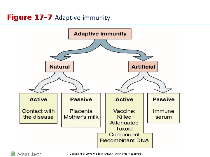 Figure 17 -7 Adaptive immunity. Copyright © 2015 Wolters Kluwer • All Rights Reserved