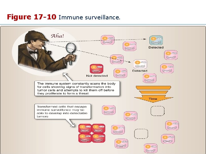 Figure 17 -10 Immune surveillance. Copyright © 2015 Wolters Kluwer • All Rights Reserved