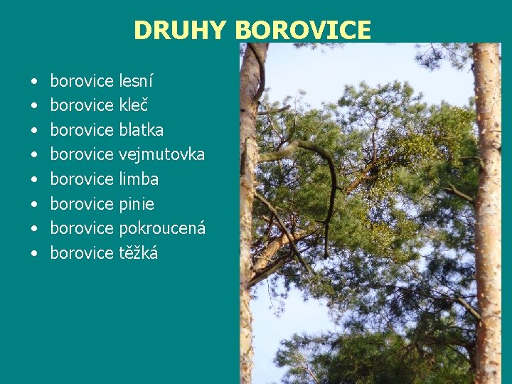 DRUHY BOROVICE • • borovice borovice lesní kleč blatka vejmutovka limba pinie pokroucená těžká