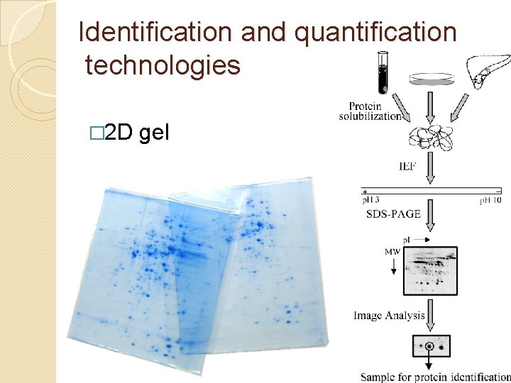 Identification and quantification technologies � 2 D gel 