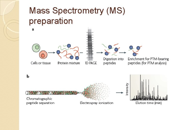 Mass Spectrometry (MS) preparation 