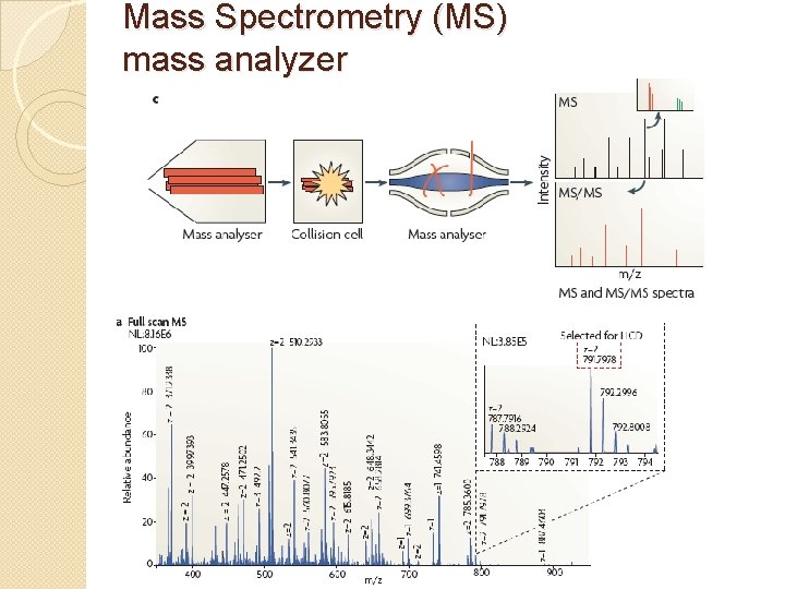 Mass Spectrometry (MS) mass analyzer 
