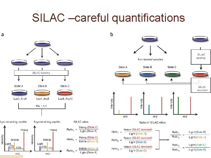 SILAC –careful quantifications 