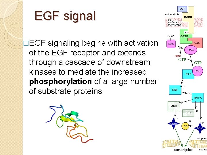 EGF signal �EGF signaling begins with activation of the EGF receptor and extends through