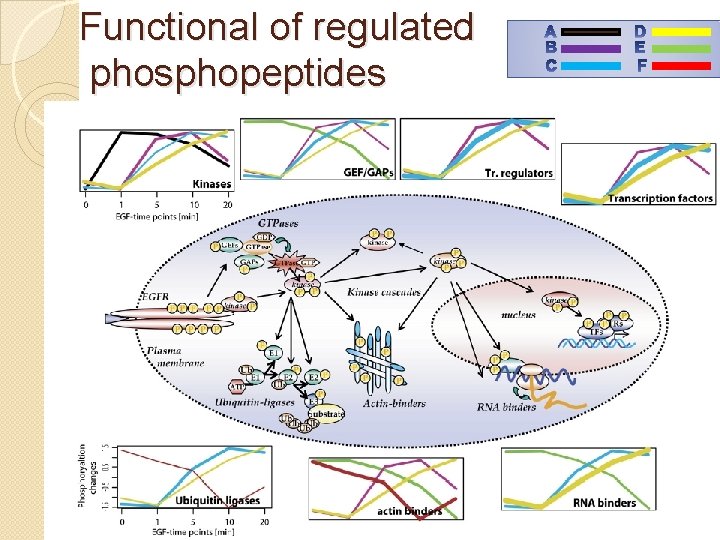 Functional of regulated phosphopeptides 