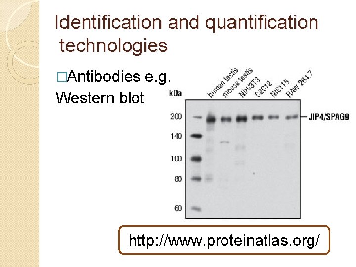 Identification and quantification technologies �Antibodies e. g. Western blot http: //www. proteinatlas. org/ 