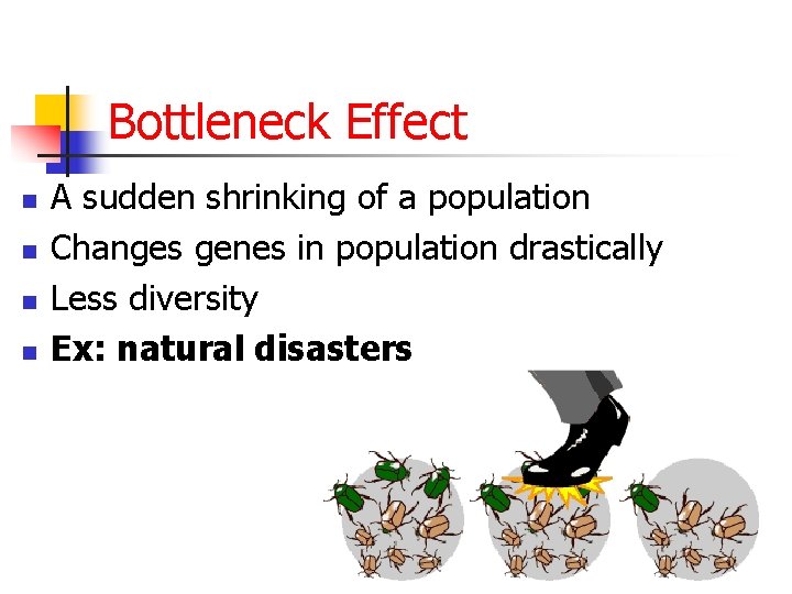 Bottleneck Effect n n A sudden shrinking of a population Changes genes in population