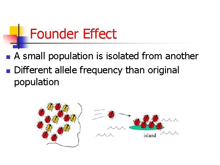 Founder Effect n n A small population is isolated from another Different allele frequency