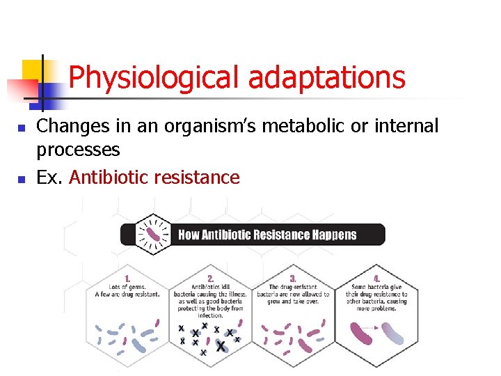 Physiological adaptations n n Changes in an organism’s metabolic or internal processes Ex. Antibiotic