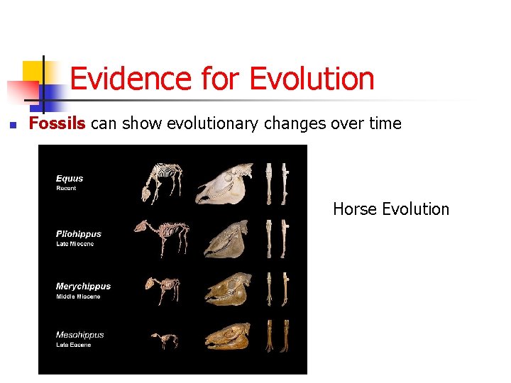 Evidence for Evolution n Fossils can show evolutionary changes over time Horse Evolution 