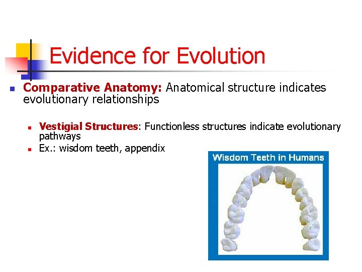 Evidence for Evolution n Comparative Anatomy: Anatomical structure indicates evolutionary relationships n n Vestigial