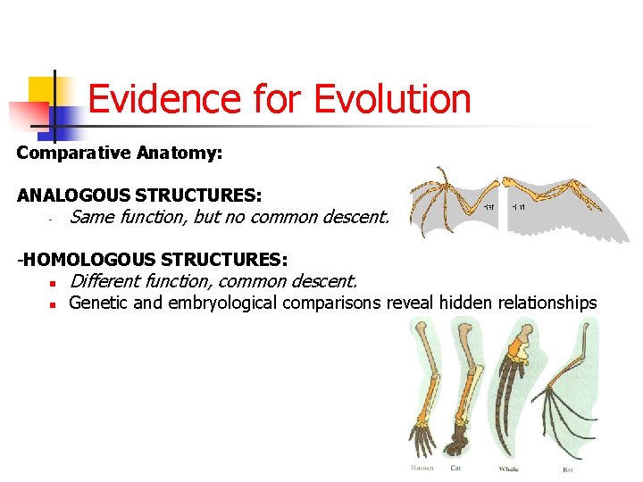 Evidence for Evolution Comparative Anatomy: ANALOGOUS STRUCTURES: - Same function, but no common descent.