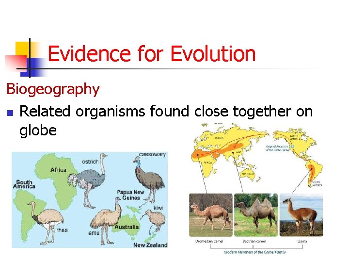 Evidence for Evolution Biogeography n Related organisms found close together on globe 