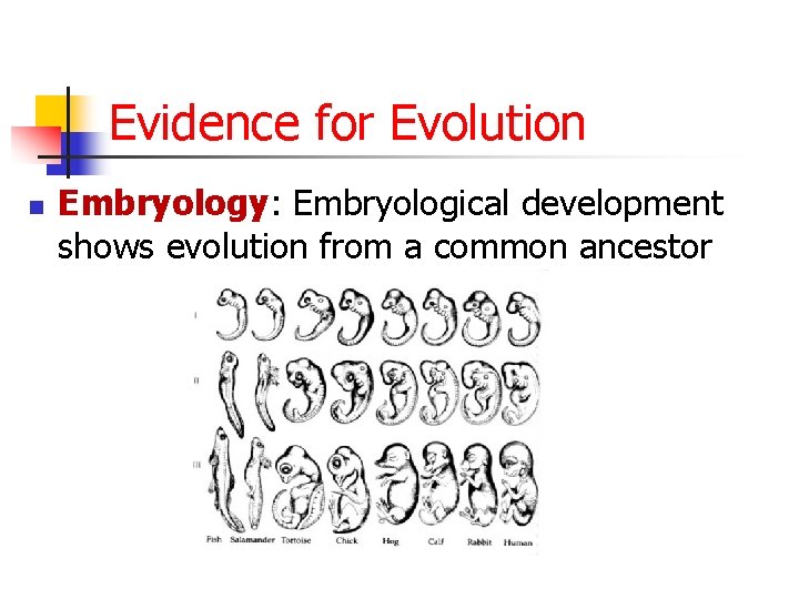 Evidence for Evolution n Embryology: Embryological development shows evolution from a common ancestor 