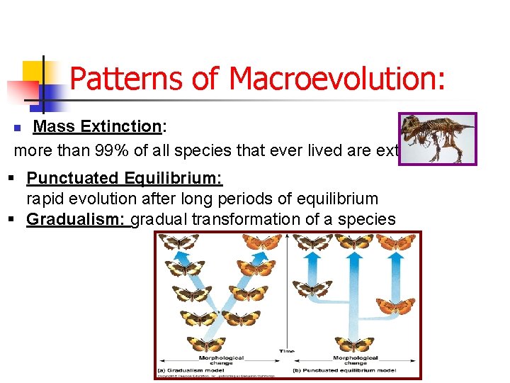 Patterns of Macroevolution: Mass Extinction: more than 99% of all species that ever lived