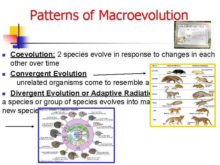 Patterns of Macroevolution Coevolution: 2 species evolve in response to changes in each other