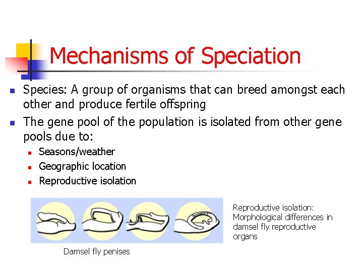Mechanisms of Speciation n n Species: A group of organisms that can breed amongst