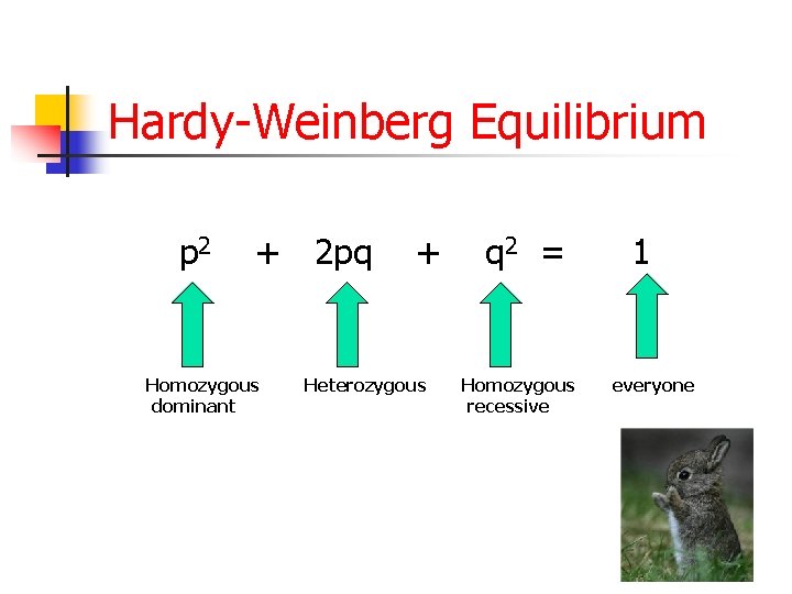 Hardy-Weinberg Equilibrium p 2 + 2 pq Homozygous dominant + Heterozygous q 2 =