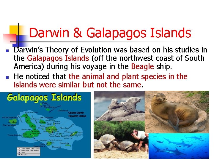 Darwin & Galapagos Islands n n Darwin’s Theory of Evolution was based on his