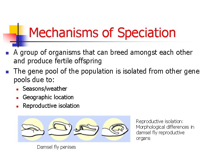 Mechanisms of Speciation n n A group of organisms that can breed amongst each