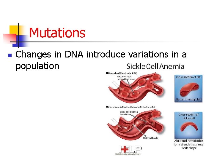 Mutations n Changes in DNA introduce variations in a population 