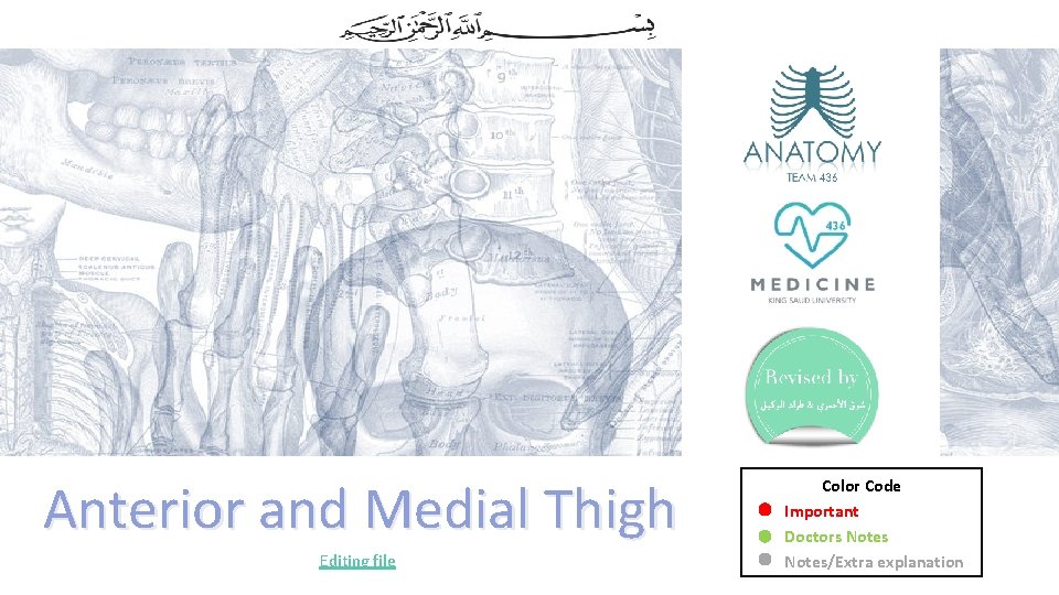 Anterior and Medial Thigh Editing file Color Code Important Doctors Notes/Extra explanation 