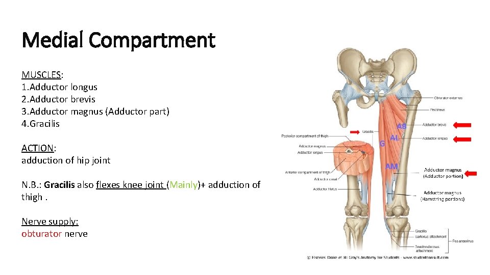 Medial Compartment MUSCLES: 1. Adductor longus 2. Adductor brevis 3. Adductor magnus (Adductor part)