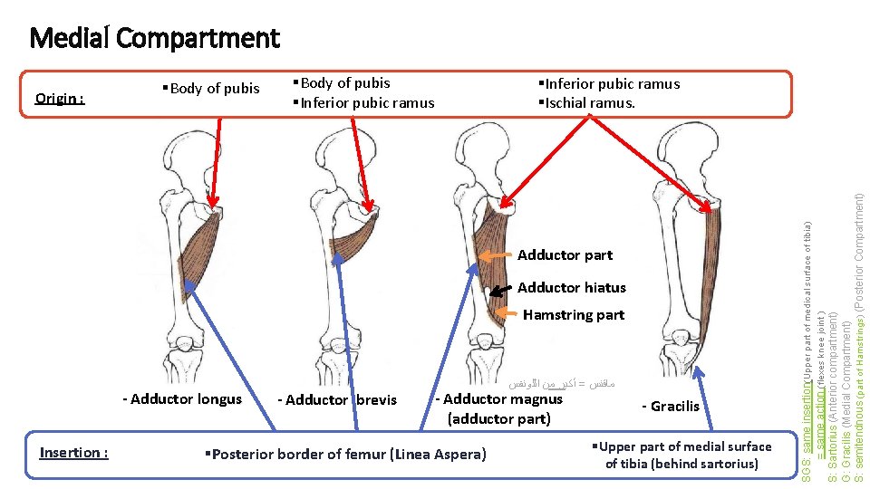 Medial Compartment §Body of pubis §Inferior pubic ramus §Ischial ramus. Adductor part Adductor hiatus