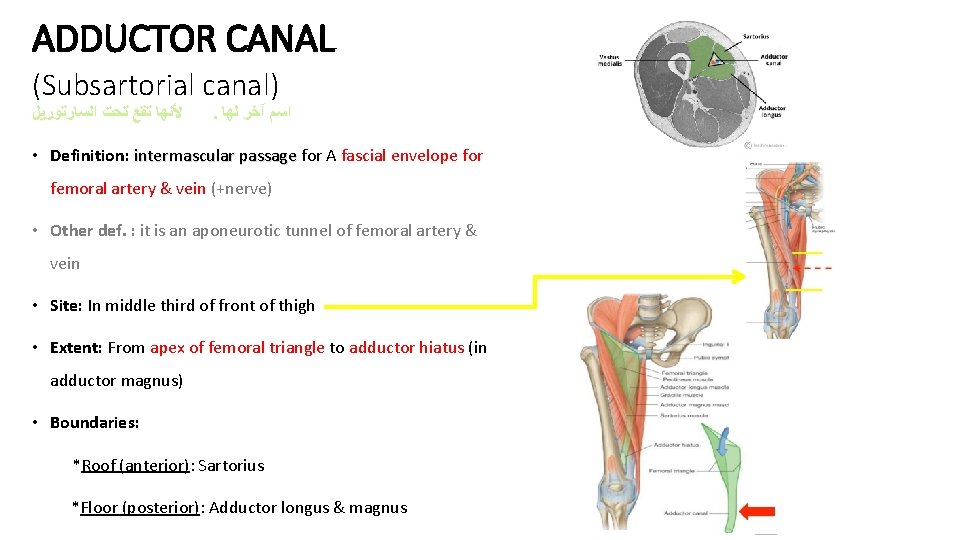 ADDUCTOR CANAL (Subsartorial canal) ﻷﻨﻬﺎ ﺗﻘﻊ ﺗﺤﺖ ﺍﻟﺴﺎﺭﺗﻮﺭﻳﻞ . ﺍﺳﻢ آﺨﺮ ﻟﻬﺎ • Definition: