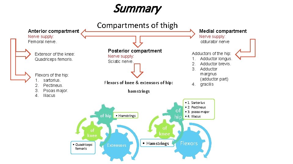 Summary Compartments of thigh Anterior compartment Medial compartment Nerve supply: obturator nerve Nerve supply: