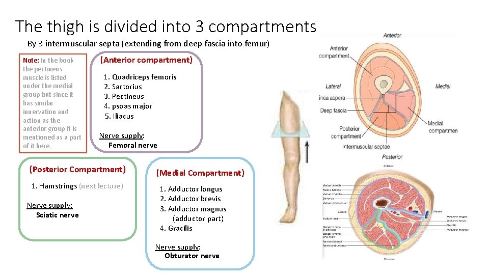 The thigh is divided into 3 compartments By 3 intermuscular septa (extending from deep