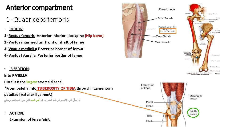 Anterior compartment 1 - Quadriceps femoris • ORIGIN: 1 - Rectus femoris: Anterior inferior