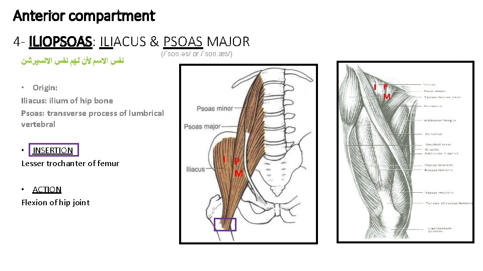 Anterior compartment 4 - ILIOPSOAS: ILIACUS & PSOAS MAJOR ﻧﻔﺲ ﺍﻻﺳﻢ ﻷﻦ ﻟﻬﻢ ﻧﻔﺲ